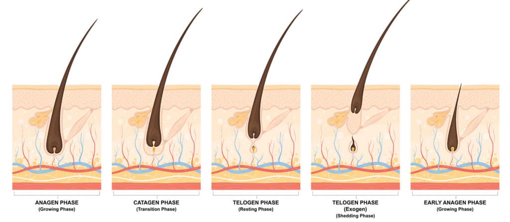 Hair Removal Stages